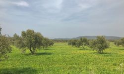 Kaya’dan zeytin üreticisi için çağrı: Borçlar faizsiz ertelensin