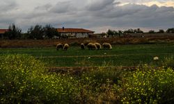 Karaoba’dan Bağbaşı’ndaki GES planına hayvancılık itirazı