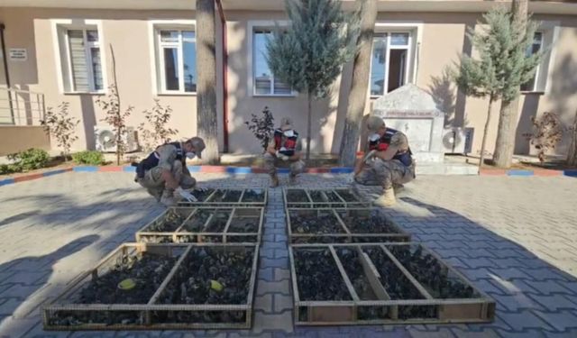 Traktör römorkunda 2 bin 114 saka kuşu: 19,8 milyon lira ceza