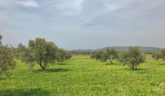 Kaya’dan zeytin üreticisi için çağrı: Borçlar faizsiz ertelensin