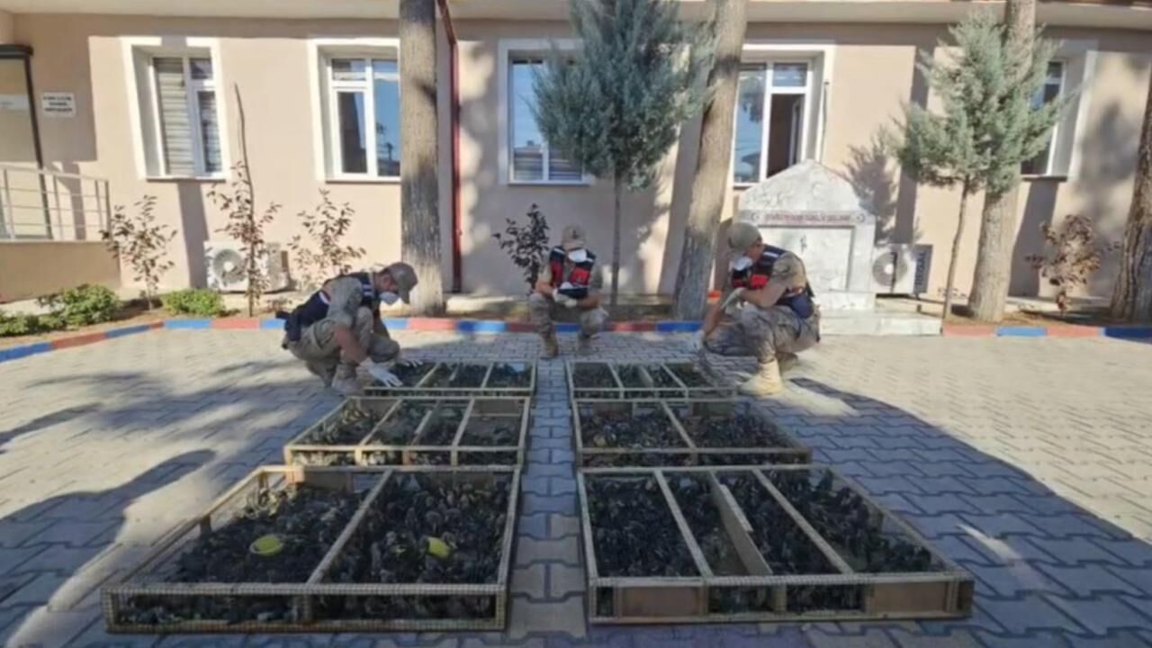 Traktör römorkunda 2 bin 114 saka kuşu: 19,8 milyon lira ceza